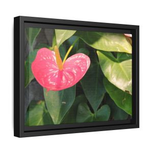 Pink Anthurium