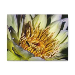 "Golden Harmony" – Bee & Pygmy Water-Lily