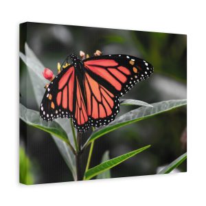 "Majesty in Motion" – Monarch Butterfly