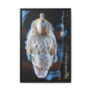 "Sapphire Grace" – Mallard